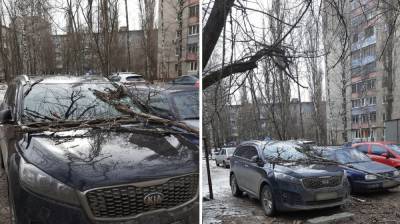 Воронежцы сообщили о 5 рухнувших из-за мощного ветра деревьях - vestivrn.ru - Воронеж - Воронежская обл.