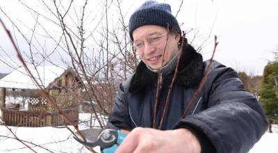 Ранневесенняя обрезка вишни: видео-советы от Евгения Сапунова, опытного ландшафтного дизайнера - skuke.net