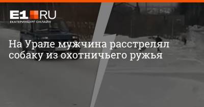На Урале мужчина расстрелял собаку из охотничьего ружья - e1.ru - Екатеринбург - Алапаевск