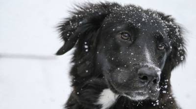 Расстрелявшего собаку живодера разыскивает полиция Алапаевска - newinform.com - Алапаевск