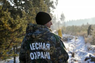Михаил Мишустин - Могут ли 30 тысяч лесников охранять территорию в 300 миллионов га? - pnp.ru