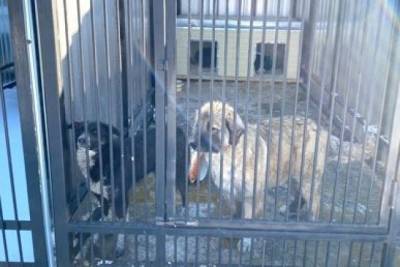 В Хабаровске осужденные сделали для бездомных собак новые клетки - hab.aif.ru - Хабаровск