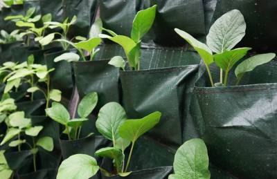 13 необычных способов выращивания рассады. Какой выберете вы? - skuke.net