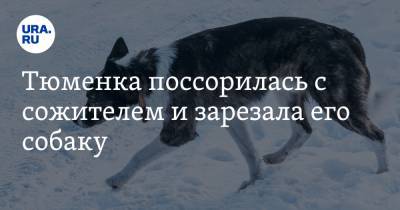 Тюменка поссорилась с сожителем и зарезала его собаку - ura.news - Тюмень