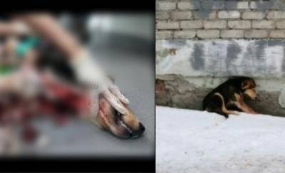 В Тюмени на Харьковской женщина перерезала горло собаке и выкинула ее на улицу - news.megatyumen.ru - Тюмень