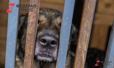 Валерий Горелых - Расстрелявшего бродячую собаку рецидивиста задержали полицейские на Среднем Урале - fedpress.ru - Екатеринбург - Свердловская обл. - Алапаевск