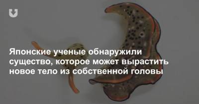 Японские ученые обнаружили существо, которое может вырастить новое тело из собственной головы - news.tut.by