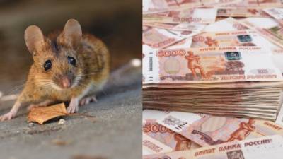 Предприимчивая костромичка пыталась погасить кредит с помощью грызунов - vesti.ru - Кострома