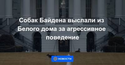 Джо Байден - Собак Байдена выслали из Белого дома за агрессивное поведение - news.mail.ru - штат Делавэр