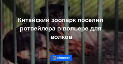 Китайский зоопарк поселил ротвейлера в вольере для волков - news.mail.ru - Китай - п. Хубэй