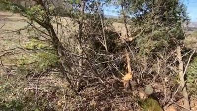 В Крыму незаконно вырубили десятки реликтовых деревьев можжевельника - riafan.ru - Крым