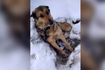 Под Калугой провели операцию, по спасению вмерзшей в лед собаки - apral.ru - Калуга