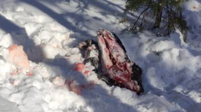 На окраине Пензы браконьеры убили лося - penzainform.ru - Пензенская обл. - Пенза