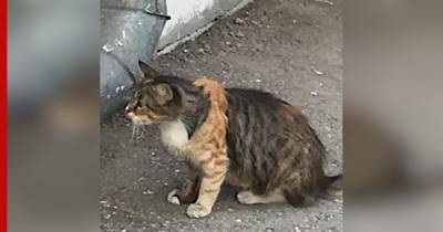 Кошка "в костюме кота" удивила соцсети своим окрасом - profile.ru