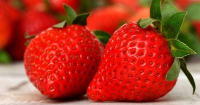 Агро - Гигантская клубника: в Израиле вырастили ягоду, которая претендует на Книгу рекордов Гиннеса - 24tv.ua - Австралия