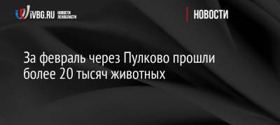 За февраль через Пулково прошли более 20 тысяч животных - ivbg.ru - Ленинградская обл. - Санкт-Петербург - Ижевск - Петербург - Россельхознадзор