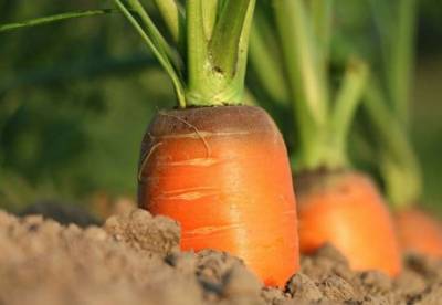 Медики назвали эффективный продукт для укрепления иммунитета - facenews.ua