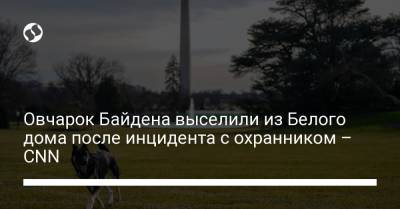 Джо Байден - Овчарок Байдена выселили из Белого дома после инцидента с охранником – CNN - liga.net - штат Делавэр