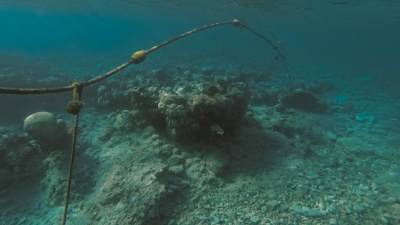 Археологи раскопали на побережье Красного моря кладбище древних домашних животных - newinform.com - Египет