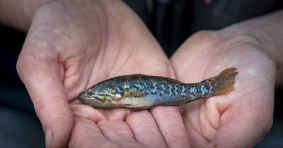 В Австралии обнаружили "рыбу-зомби", которую считали вымершей 20 лет назад - tsn.ua - Австралия