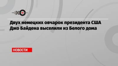 Джо Байден - Двух немецких овчарок президента США Джо Байдена выселили из Белого дома - echo.msk.ru - штат Делавэр