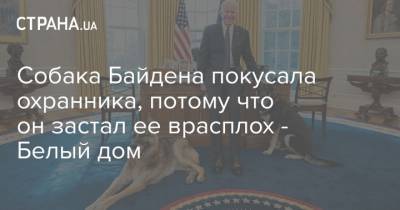 Джо Байден - Собака Байдена покусала охранника, потому что он застал ее врасплох - Белый дом - strana.ua