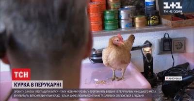 Необычный сотрудник: как курица по имени Эльза развлекает клиентов парикмахерской в Германии - tsn.ua - Германия