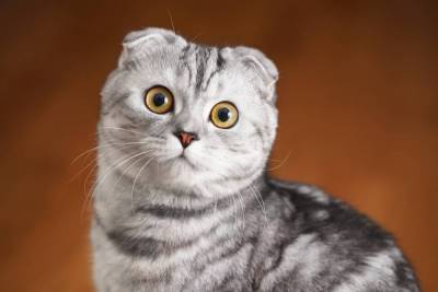 Шотландская вислоухая кошка: как ухаживать? - skuke.net