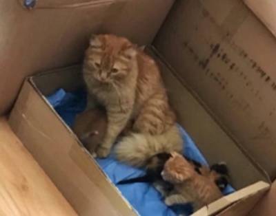 Кошка сама принесла больных котят в клинику - vm.ru - Турция