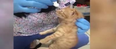 Кошка сама принесла больных котят в ветклинику за помощью: видео тронуло сеть - w-n.com.ua - Турция - Измир