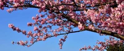 В Японии начался самый ранний сезон цветения сакуры за 1200 лет - runews24.ru - Япония - Washington - Киото