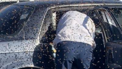 В припаркованный у магазина автомобиль залетел огромный рой пчёл - gazeta.a42.ru - штат Нью-Мексико