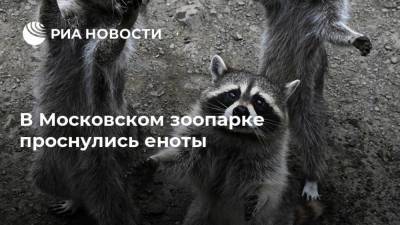 В Московском зоопарке проснулись еноты - ria.ru - Москва