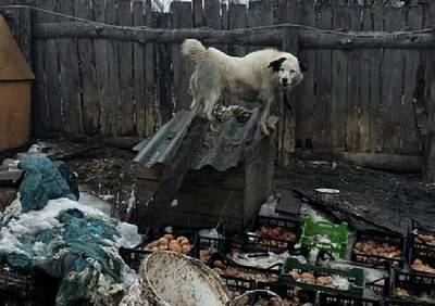 Приют для собак в Сасове приостановил работу - ya62.ru