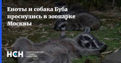Еноты и собака Буба проснулись в зоопарке Москвы - nsn.fm - Москва