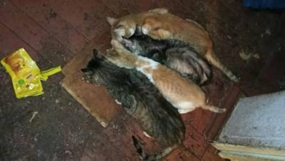 В Тверской области волонтеры нашли кошек, запертых в квартире умершей старушки (18+) - afanasy.biz - Тверская обл.