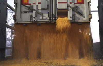 Переходящие запасы зерна увеличится до 4,9 млн т за счет кукурузы - agroportal.ua