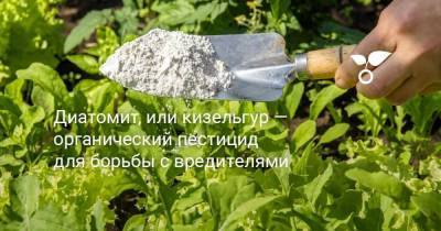 Диатомит, или кизельгур — органический пестицид для борьбы с вредителями - skuke.net