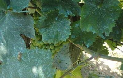 Опрыскивание винограда бордосской жидкостью: осенью, весной, летом - skuke.net - Виноград