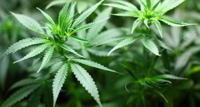 В Риге изъят внушительный груз марихуаны, задержано пять человек - lv.sputniknews.ru - Эстония - Рига - Латвия