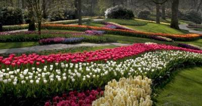 ВИДЕО. Знаменитый сад Кёкенхоф в Нидерландах опубликовал великолепные видео-туры по своей территории - skuke.net - Голландия
