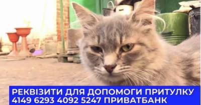Более 200 кошек и собак из приюта в Донецкой области нуждаются в помощи: как приобщиться - prm.ua - Донецк - Донецкая обл.