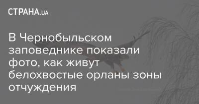 В Чернобыльском заповеднике показали фото, как живут белохвостые орланы зоны отчуждения - strana.ua - Украина