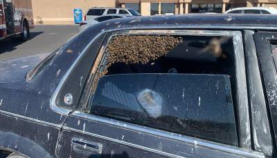 Мужчина вышел из магазина и обнаружил на заднем сидении машины 15 тыс. пчел - usa.one - штат Нью-Мексико