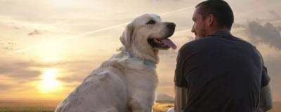 Ученые доказали, что собаки способны ревновать к человеку - runews24.ru - Новая Зеландия