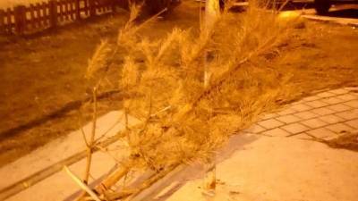 Еще один тюменец решился на выбрасывание новогодней елки - nashgorod.ru - Тюмень