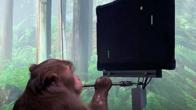 Илон Маск - Украинский - Украинский киберспортсмен вызвал чипированную обезьяну Маска сыграть в Dota - 5-tv.ru