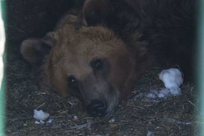 Первый медведь пробудился от зимней спячки в нацпарке «Башкирия» - ufa.mk.ru - Башкирия