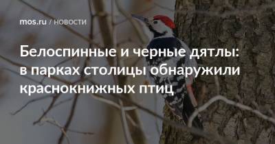 Белоспинные и черные дятлы: в парках столицы обнаружили краснокнижных птиц - mos.ru - Москва