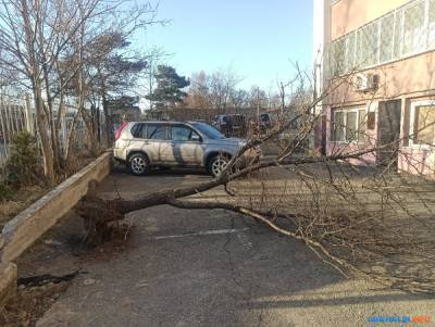 В Южно-Сахалинске снесли сакуру на проспекте Победы - sakhalin.info - Южно-Сахалинск